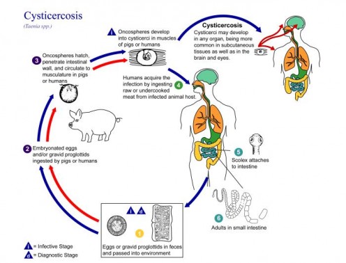 The Life Cycle of the Tapeworm