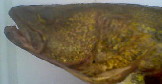 The presence of cheek scales can differentiate sauger from saugeye.