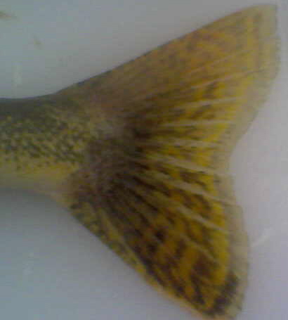 One of the more commonly cited differences between sauger and saugeye is a white highlight along the bottom of the saugeye tail, which would suggest that this fish is a sauger.