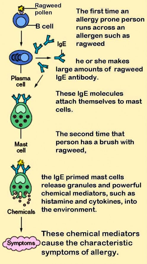 Mast Cells Involved in Allergies