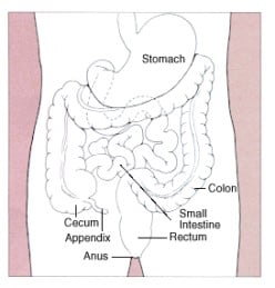 Colon Health is Important