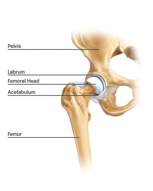 The hip joint is made up of the cup-like acetabulum on the pelvis, and the head of the femur (thigh bone) that fits into it.