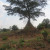 A tree on an anthill. A tree on an anthill.