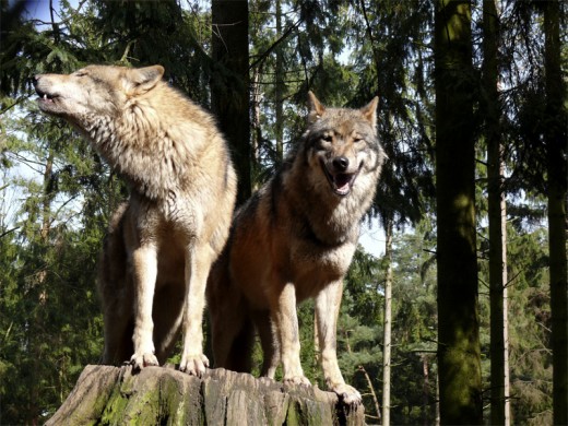 European Wolves