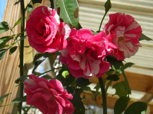 Pink roses in bloom