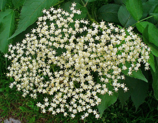 Sambucus nigra (elderberry) flowers.  The dried flowers can be used in a tea or they can be ingested to help clear sinus congestion.