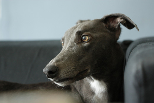The elegant greyhound has an air of class and sophistication.