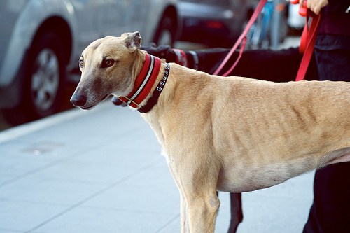 The tall and slender greyhound is sure to turn heads on the street.