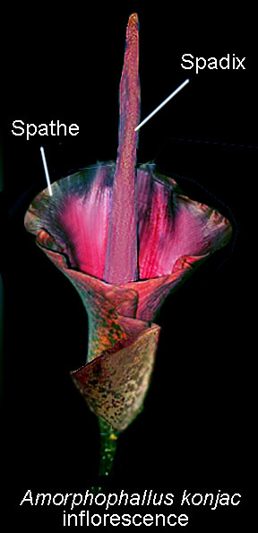 Amorphophallus flower
