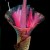Amorphophallus flower