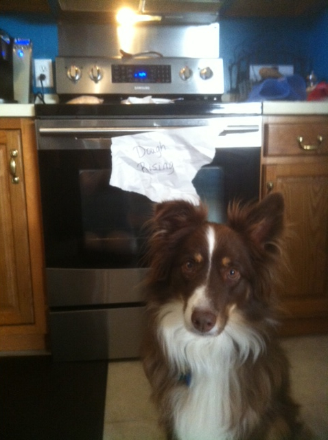 Faithful dough-watching dog: always a good idea!