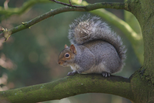 The North American Grey Squirrel In Britain