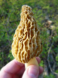 How to Pick Mushrooms