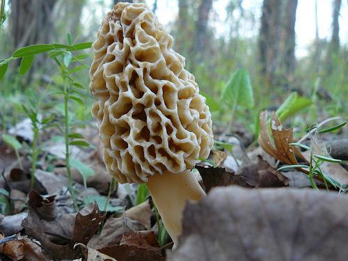 mushrooms usually stand up nicely so they are easy to pick without disturbing the soil