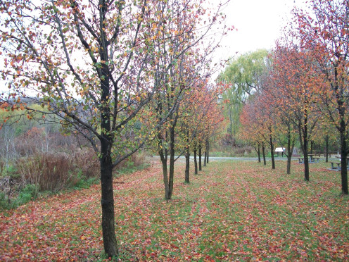 Butternut Walkway, near Milne House, East Don Valley, Toronto
