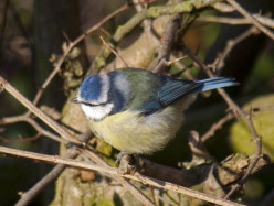 Creative Ways to Feed Garden Birds.