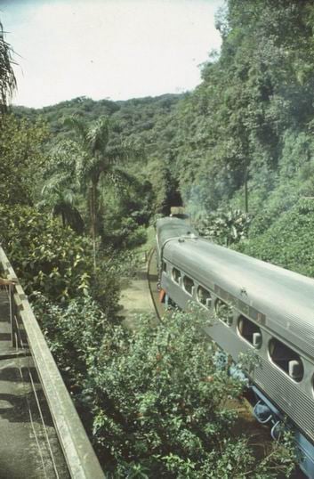 A train in a tropical rainforest.