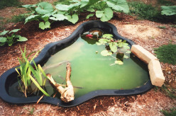 The Slipshod Gardener 4: Of Ponds and Pumpkins