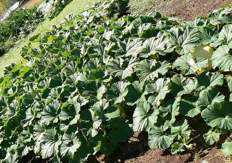 This photo is indicative of the "ground cover" value of pumpkins. They are happy to take over.