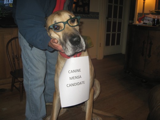 Smartest Dog