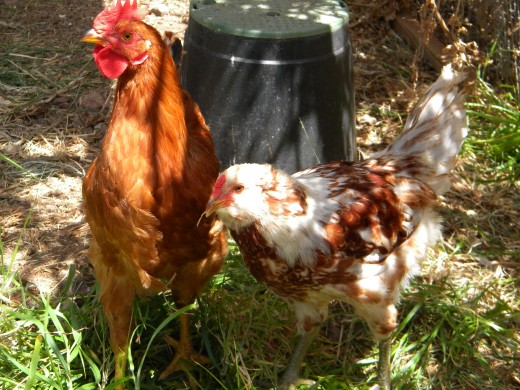 Raising chickens can be a rewarding hobby!
