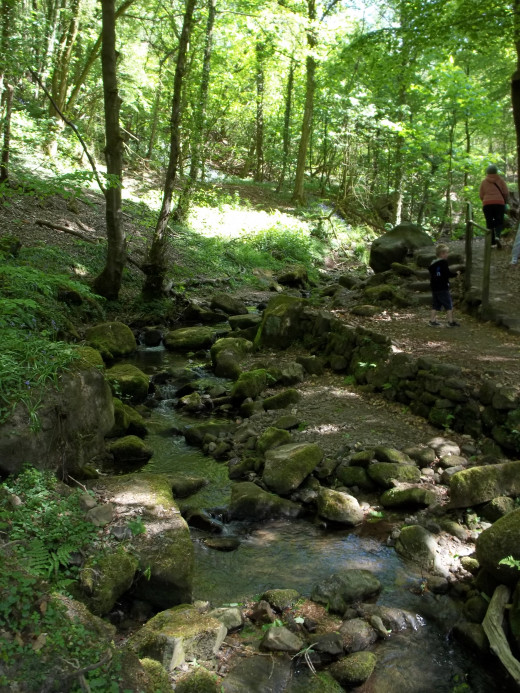 Walking by a Woodland Stream