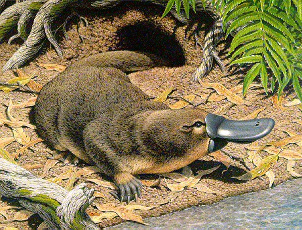 Platypus Facts The Platypoda Are A Suborder Of The Monotremes It Includes 3 Families But Its Only Living Specie Ornitorrinco Animales Australianos Mamiferos