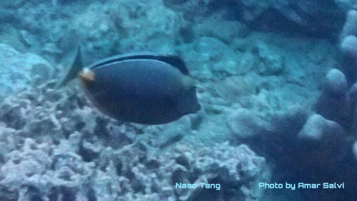 A Naso Tang