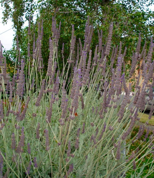 Lavender Bush in the Garden