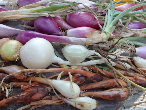 You have more variety starting from seed. Onions are heavy feeders and require plenty of water. 