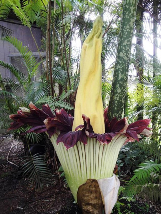 Plant blooms at the rainforest gardens
