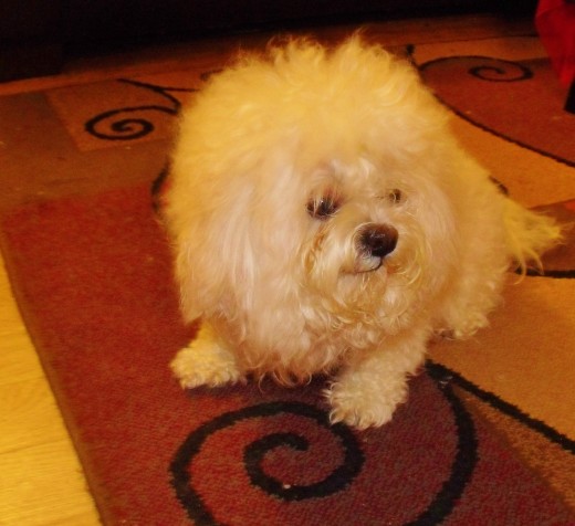 Coco is happy she had her anal glands expressed.  "Thank you mommy."