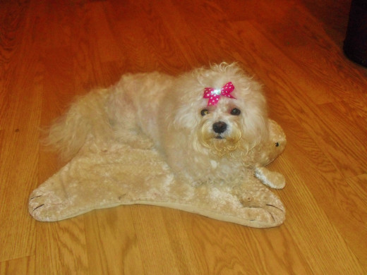 Coco lounging.  She's a diva.