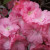 Pink Azaleas in bloom Pink Azaleas in bloom