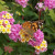 A butterfly on a flower at the annual butterfly exhibit A butterfly on a flower at the annual butterfly exhibit