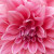 Pink Dahlia in full bloom Pink Dahlia in full bloom