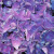 Hydrangea Hydrangea