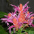 Exotic tropical flowering plant Exotic tropical flowering plant