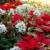 Holiday floral display Holiday floral display