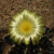 Cacti in bloom Cacti in bloom