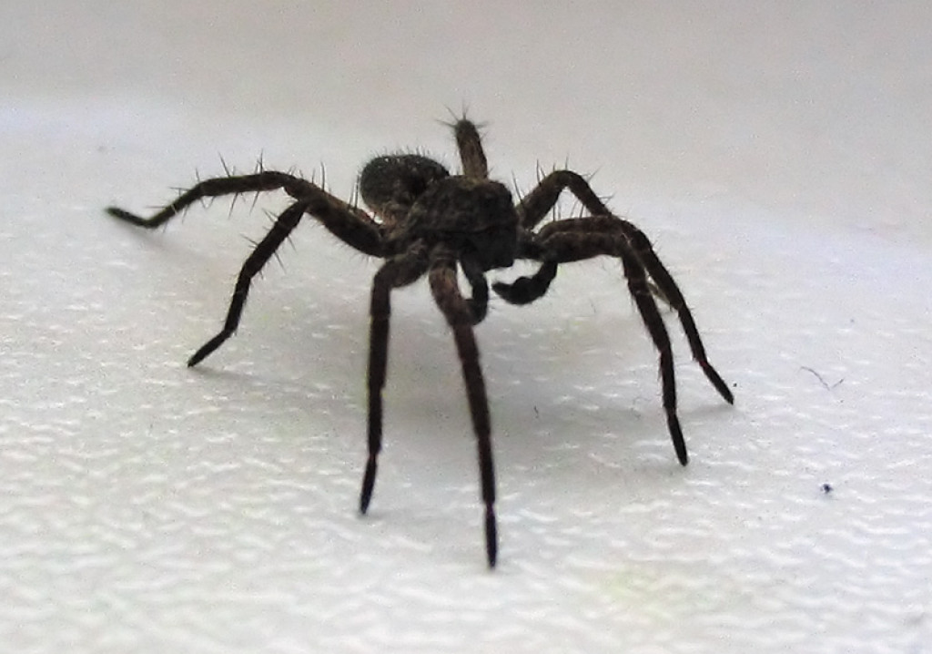 Big Spiders in Southeast Kansas How to Cash in on Spider Tourism
