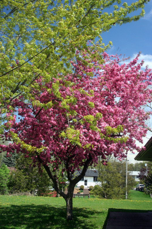 Benefits and Uses of Crabapple | hubpages