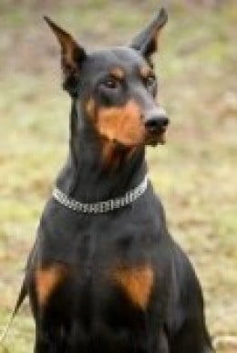 10 Most Aggressive Dog Breeds - Temperament Ratings and Information ...