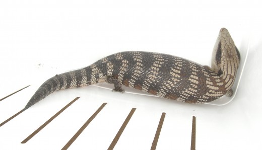 The Blue Tongue Lizard we found under our barbeque