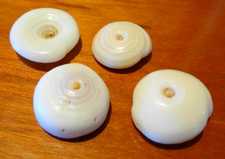 It takes these shells a long time to mature and be made into jewelry...