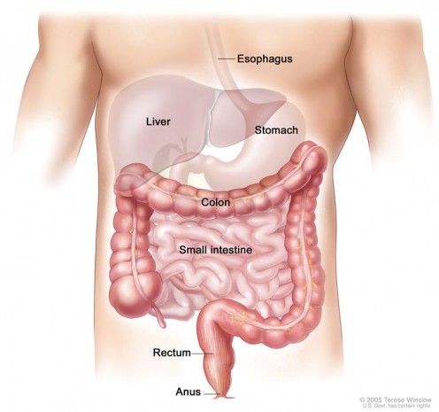 Anatomy of the lower digestive system, showing the colon and other organs.