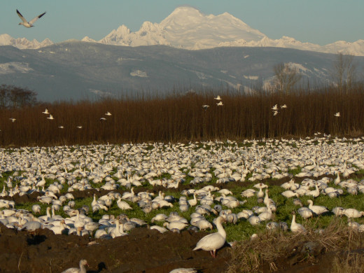 Lesser Snow Geese gathering at Mount Baker