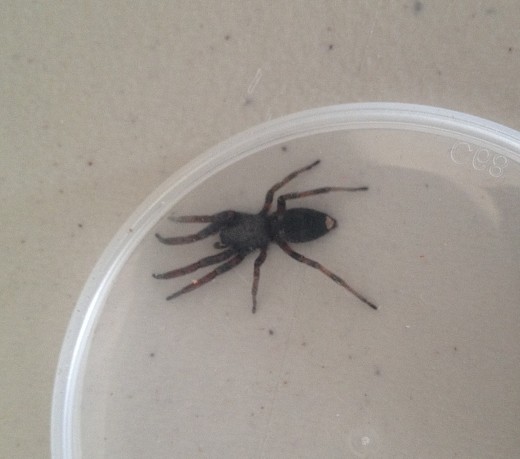 One of many White-tailed Spiders we find around our house