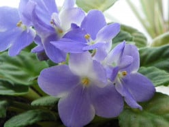 The gift of African Violets