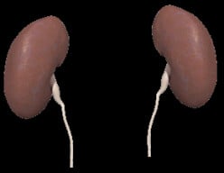 Maintenance Tips for Healthy Kidneys